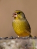 Filename=0073_fotowilga~55.JPG
Filesize=218KB
Dimensions=525x700
Date added=Feb 20, 2018 0073_fotowilga~55.JPG