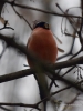Filename=0073_fotowilga~57.JPG
Filesize=252KB
Dimensions=525x700
Date added=Oct 19, 2018 0073_fotowilga~57.JPG