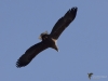 Filename=0074_fotowilga~62.JPG
Filesize=215KB
Dimensions=700x525
Date added=Oct 07, 2019 0074_fotowilga~62.JPG