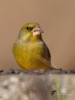 Filename=0075_fotowilga~1.JPG
Filesize=216KB
Dimensions=525x700
Date added=Jan 07, 2019 0075_fotowilga~1.JPG