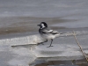 Filename=0075_fotowilga~48.JPG
Filesize=261KB
Dimensions=700x525
Date added=Apr 08, 2018 0075_fotowilga~48.JPG
