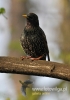 Filename=0075_fotowilga~8.JPG
Filesize=56KB
Dimensions=339x480
Date added=Jan 23, 2015 0075_fotowilga~8.JPG