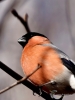 Filename=0076_fotowilga~41.JPG
Filesize=227KB
Dimensions=525x700
Date added=Nov 08, 2017 0076_fotowilga~41.JPG