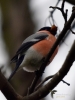 Filename=0076_fotowilga~46.JPG
Filesize=246KB
Dimensions=525x700
Date added=Jun 25, 2018 0076_fotowilga~46.JPG