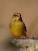 Filename=0077_fotowilga~1.JPG
Filesize=210KB
Dimensions=525x700
Date added=Jul 21, 2019 0077_fotowilga~1.JPG