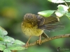 Filename=0077_fotowilga~2.JPG
Filesize=321KB
Dimensions=700x525
Date added=Dec 09, 2019 0077_fotowilga~2.JPG