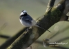 Filename=0078_fotowilga~8.JPG
Filesize=94KB
Dimensions=640x457
Date added=Apr 14, 2015 0078_fotowilga~8.JPG