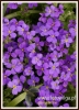 Filename=007_fotowilga~15.JPG
Filesize=102KB
Dimensions=350x480
Date added=May 23, 2015 007_fotowilga~15.JPG