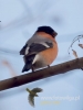 Filename=007_fotowilga~34.JPG
Filesize=42KB
Dimensions=360x480
Date added=Dec 05, 2016 007_fotowilga~34.JPG