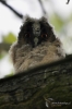 Filename=007_fotowilga~45.JPG
Filesize=217KB
Dimensions=466x700
Date added=Jun 06, 2017 007_fotowilga~45.JPG