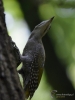 Filename=007_fotowilga~46.JPG
Filesize=215KB
Dimensions=525x700
Date added=Jul 01, 2017 007_fotowilga~46.JPG