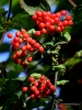 Filename=007_fotowilga~47.JPG
Filesize=272KB
Dimensions=525x700
Date added=Sep 07, 2017 007_fotowilga~47.JPG