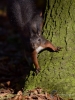 Filename=007_fotowilga~51.JPG
Filesize=308KB
Dimensions=525x700
Date added=Dec 24, 2017 007_fotowilga~51.JPG