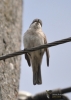 Filename=007_fotowilga~53.JPG
Filesize=186KB
Dimensions=499x700
Date added=Jan 02, 2018 007_fotowilga~53.JPG