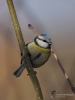 Filename=007_fotowilga~57.JPG
Filesize=234KB
Dimensions=525x700
Date added=Feb 23, 2018 007_fotowilga~57.JPG