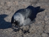 Filename=007_fotowilga~62.JPG
Filesize=298KB
Dimensions=700x525
Date added=May 06, 2018 007_fotowilga~62.JPG