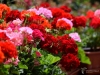 Filename=007_fotowilga~64.JPG
Filesize=295KB
Dimensions=700x525
Date added=Aug 19, 2018 007_fotowilga~64.JPG
