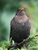 Filename=007_fotowilga~65.JPG
Filesize=272KB
Dimensions=525x700
Date added=Sep 05, 2018 007_fotowilga~65.JPG