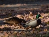 Filename=007_fotowilga~67.JPG
Filesize=272KB
Dimensions=700x525
Date added=Nov 05, 2018 007_fotowilga~67.JPG