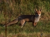 Filename=007_fotowilga~68.JPG
Filesize=387KB
Dimensions=700x525
Date added=Nov 15, 2018 007_fotowilga~68.JPG