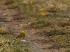 Filename=007_fotowilga~70.JPG
Filesize=357KB
Dimensions=700x525
Date added=Mar 16, 2019 007_fotowilga~70.JPG