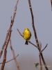 Filename=007_fotowilga~73.JPG
Filesize=189KB
Dimensions=525x700
Date added=May 11, 2019 007_fotowilga~73.JPG