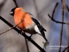 Filename=0080_fotowilga~35.JPG
Filesize=71KB
Dimensions=640x480
Date added=Mar 03, 2017 0080_fotowilga~35.JPG