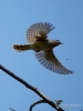 0080_fotowilga~40.JPG