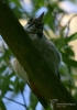 0081_fotowilga~2.JPG