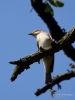 Filename=0081_fotowilga~62.JPG
Filesize=214KB
Dimensions=525x700
Date added=Sep 10, 2018 0081_fotowilga~62.JPG