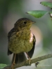 Filename=0082_fotowilga.JPG
Filesize=273KB
Dimensions=525x700
Date added=Aug 17, 2019 0082_fotowilga.JPG