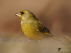 Filename=0082_fotowilga~56.JPG
Filesize=212KB
Dimensions=700x525
Date added=Jan 07, 2019 0082_fotowilga~56.JPG