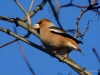 0083_fotowilga~62.JPG