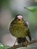 Filename=0084_fotowilga~0.JPG
Filesize=256KB
Dimensions=525x700
Date added=Aug 19, 2019 0084_fotowilga~0.JPG