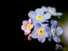 Filename=00856_fotowilga~4.JPG
Filesize=134KB
Dimensions=700x525
Date added=May 14, 2018 00856_fotowilga~4.JPG