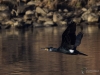 0085_fotowilga.JPG