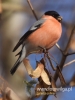 Filename=0086_fotowilga~39.JPG
Filesize=54KB
Dimensions=360x480
Date added=Dec 26, 2016 0086_fotowilga~39.JPG