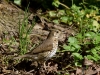 Filename=0089_fotowilga.JPG
Filesize=381KB
Dimensions=700x525
Date added=Mar 04, 2019 0089_fotowilga.JPG