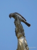 Filename=0089_fotowilga~36.JPG
Filesize=211KB
Dimensions=525x700
Date added=May 13, 2017 0089_fotowilga~36.JPG