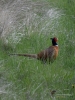 008_fotowilga~38.JPG