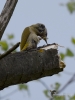 Filename=008_fotowilga~39.JPG
Filesize=221KB
Dimensions=525x700
Date added=May 21, 2017 008_fotowilga~39.JPG