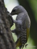 Filename=008_fotowilga~43.JPG
Filesize=276KB
Dimensions=525x700
Date added=Jul 01, 2017 008_fotowilga~43.JPG