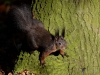 Filename=008_fotowilga~46.JPG
Filesize=365KB
Dimensions=700x525
Date added=Dec 11, 2017 008_fotowilga~46.JPG