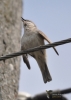Filename=008_fotowilga~47.JPG
Filesize=189KB
Dimensions=499x700
Date added=Jan 02, 2018 008_fotowilga~47.JPG