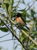 Filename=008_fotowilga~48.JPG
Filesize=248KB
Dimensions=525x700
Date added=Feb 15, 2018 008_fotowilga~48.JPG