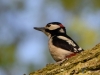 Filename=008_fotowilga~54.JPG
Filesize=235KB
Dimensions=700x525
Date added=Apr 25, 2018 008_fotowilga~54.JPG