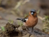 Filename=008_fotowilga~56.JPG
Filesize=235KB
Dimensions=700x525
Date added=Jul 23, 2018 008_fotowilga~56.JPG