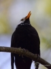 Filename=008_fotowilga~60.JPG
Filesize=204KB
Dimensions=525x700
Date added=Oct 29, 2018 008_fotowilga~60.JPG