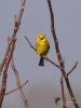 Filename=008_fotowilga~61.JPG
Filesize=194KB
Dimensions=525x700
Date added=Jan 06, 2019 008_fotowilga~61.JPG