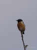 Filename=008_fotowilga~66.JPG
Filesize=152KB
Dimensions=525x700
Date added=Jun 30, 2019 008_fotowilga~66.JPG